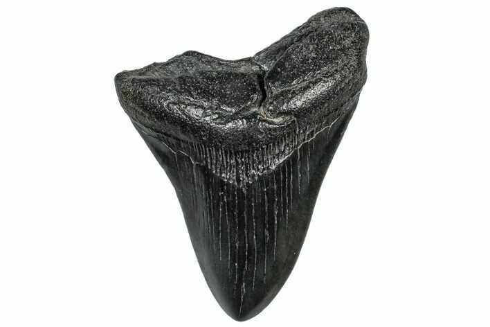 Fossil Megalodon Tooth - South Carolina #297475